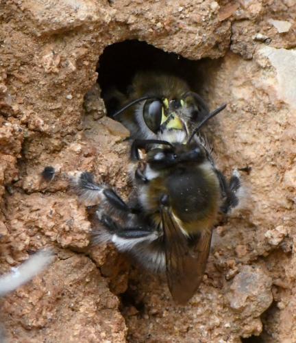 Anthophora dispar